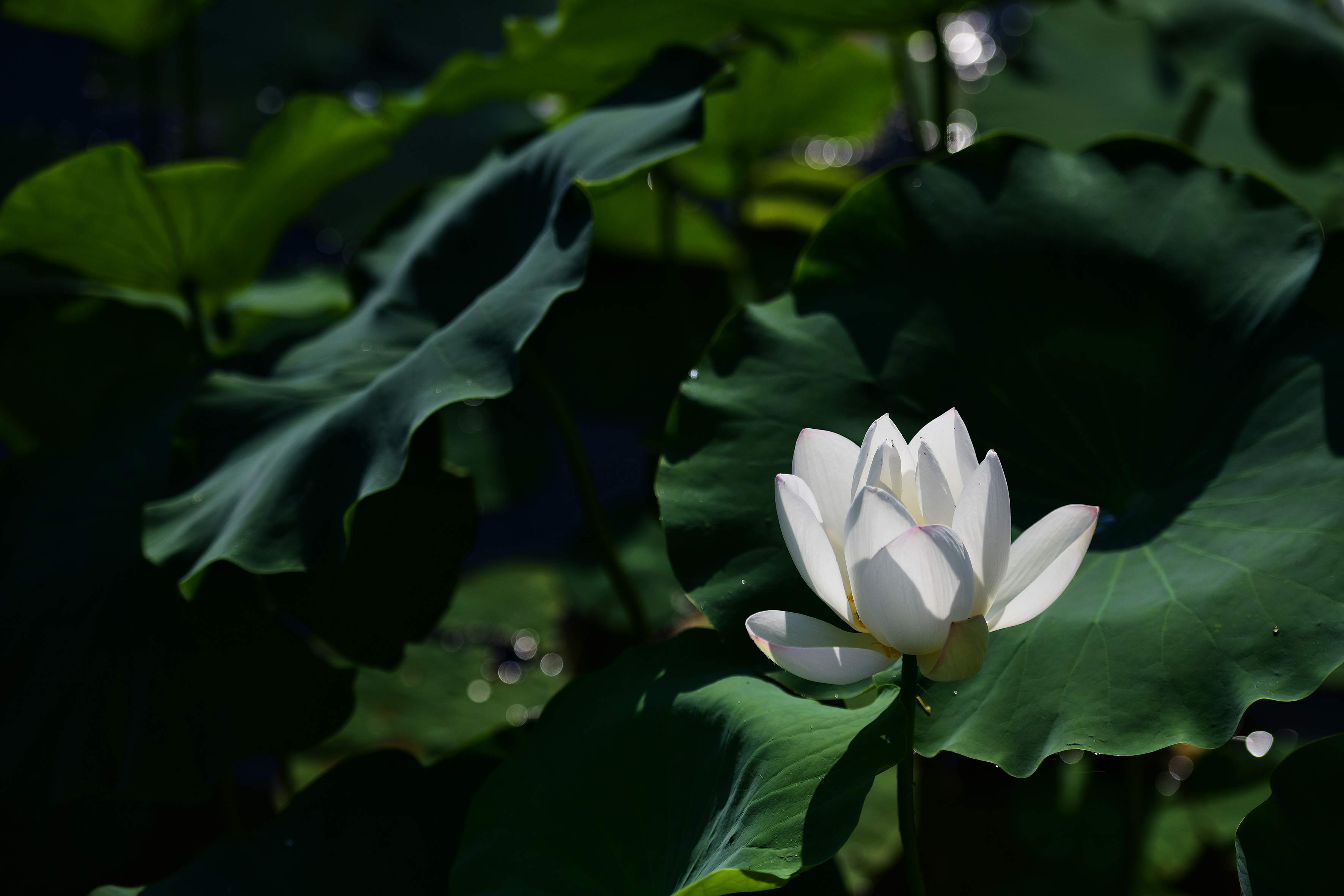 1756457077217037.jpg 稻發(fā)公司黨支部-朱翔.jpg